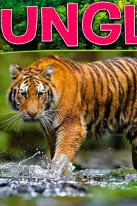 Jungle - In the Woods POP UP